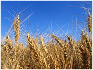 20120115_Wheat